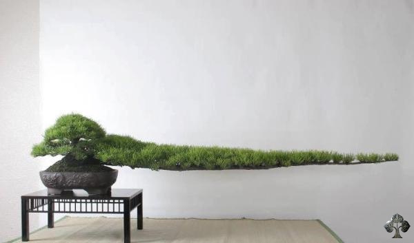 五：一枝獨秀松樹盆栽