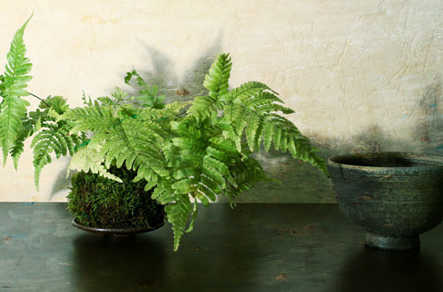 苔球植栽（蕨類）