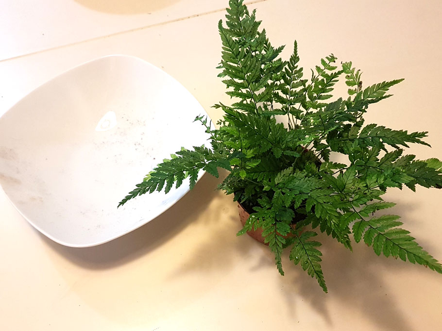 自己動手做苔球植栽