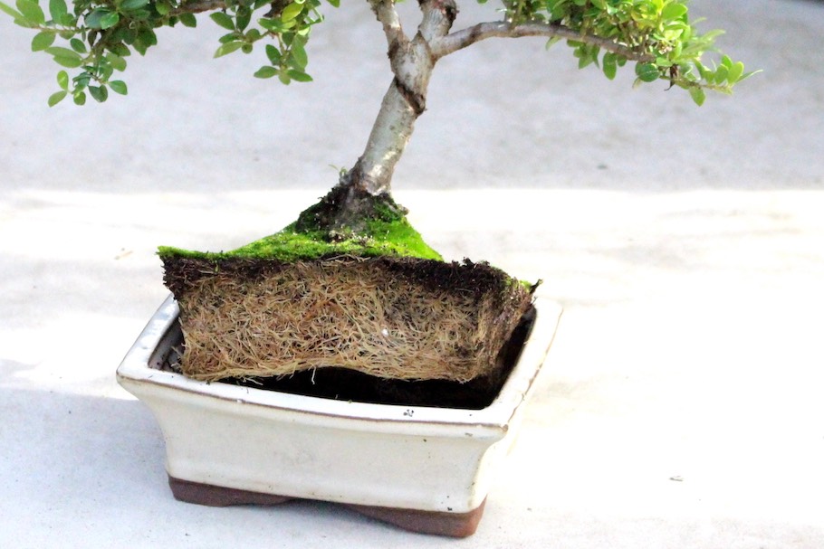 watering a bonsai with potbound roots