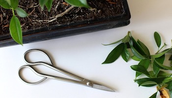 [問卦] 盆栽要剪 女人要扁這句