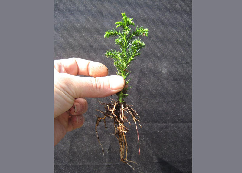 盆栽幼苗 / 種植1年