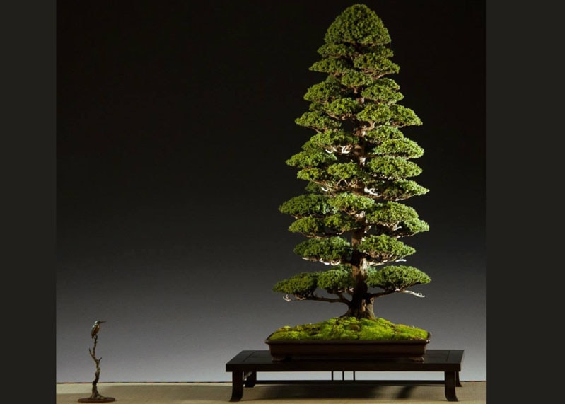 種植22年的柳杉 / 種植15年