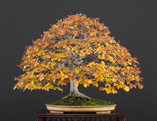 Fagus sylvatica (L.), origin: Spain, yamadori Luis Vallejo, 1989