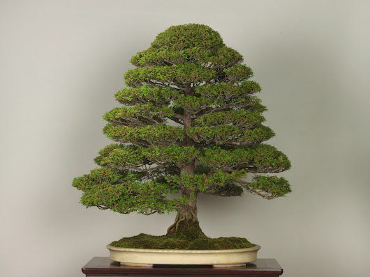 Tsuyamahinoki (Japanese Cypress), photo by the Omiya Bonsai Art Museum