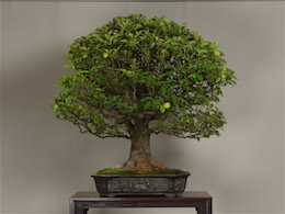 Karin (Chinese Quince), in June, photo by the Omiya Bonsai Art Museum