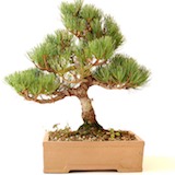 需要施肥的盆栽