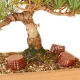 我們為這一株盆栽放置了3個裝有日本三角肥的肥料盒