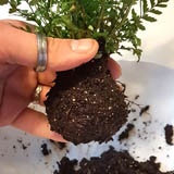 移出後撥開無法附著的土壤，整理修剪根部（苔球才不會過大），再盡量將根部塑造成球狀。接下來用調好的土壤包裹