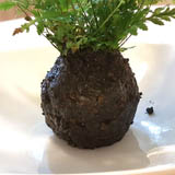 用土壤以半公分的厚度將根部完全包覆，塑形成球狀