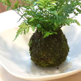 整理綠苔（去除雜質），將其包覆在苔球外圍