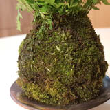 小心地用棉線捆綁，確保綠苔不會移位