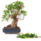 這裡我們修剪了約20％的樹葉