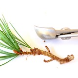 圓口切用於剪定時剪去粗枝。可從圖中看出圓口切的特殊形狀，在修剪時切口會留下向內的凹陷狀，比平整的傷口更快癒合