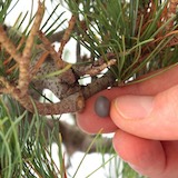 將癒合劑塗在凹陷的切口上，這樣可以加速傷口癒合