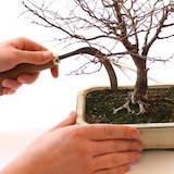 用根耙小心地將樹移出盆器