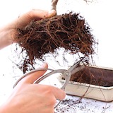 用剪刀剪去過長的根，修根是平衡盆栽生長重要的一環，但請注意不要修剪超過30%的根系