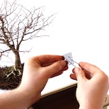 如果您在修根後將盆栽放回原盆器（並未換一個新盆），請先在原盆器底部鋪上新的底網