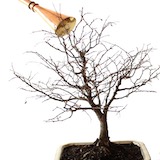 最後，記得要為盆栽透徹地澆水