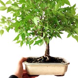 換盆兩週後（初春）