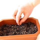將種子置於土壤上，每顆種子之間需保留適當空隙