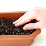 用手指稍微將土壤壓實