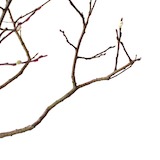 這是我們要準備纏線的枝幹