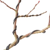 這裡我們用1mm的線來繼續纏繞右側較小的分枝（先將此線緊貼著剛剛那一分枝用的2mm線材纏繞，再繼續纏繞小分枝）