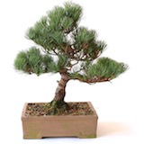 此一盆栽左邊最低部的枝幹需要再往下方一些，這裡就可用牽引法拉低枝幹