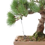 用一條細線將枝幹和根上的兩個鉤子連接，小心地拉低枝幹直到理想位置