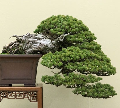 盆栽的定義和歷史