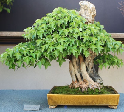 特殊盆栽前十排行榜