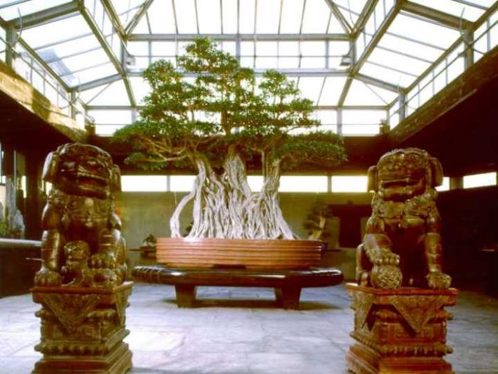 千歲榕樹盆栽！位於義大利克雷斯皮盆栽博物館