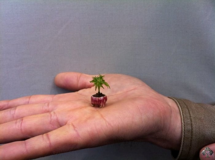 一：一葉一天地 -- 世上最小的盆栽